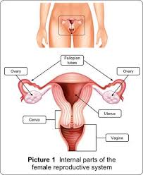 Image result for female sex organ