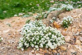 Image result for Lintonia nutans