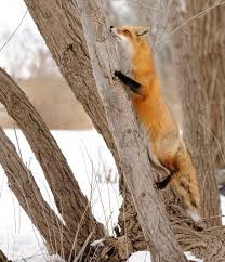 Another Tree Climbimg Fox 8 03 13 By R Gelly Red Fox Fox Funny Fox