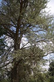 Image result for Faidherbia