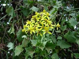 Image result for Senecio tamoides