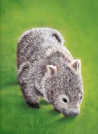 Wombat Australia Animals Australian Native Animals Wombat