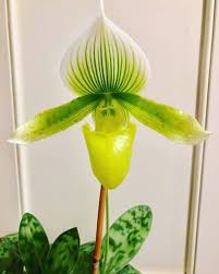 Paphiopedilum Care Low Light Orchid Paphiopedilum Orchid Propagation Orchids