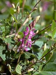 Image result for Desmodium