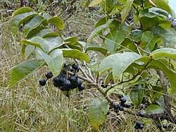 Image result for Antidesma vogelianum