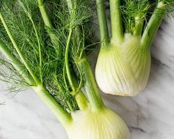 Image of Fennel vegetable