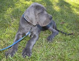 8 Different Great Dane Colors And Patterns With Amazing Pictures