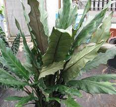 You can read more about this on our privacy and terms page. Pin On Garden
