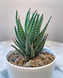 Image result for Haworthia