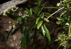 Image result for Nuxia oppositifolia