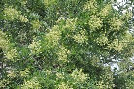 Image result for Styphnolobium