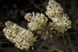 Image result for Schizocarphus nervosus