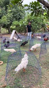 ថ្ដៃ25 KC999💙💙💙