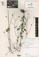 Image result for Bidens baumii