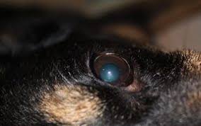 Whats Wrong With My Dogs Eye The Dogington Post