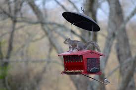 So Much For Squirrel Baffles Squirrel Baffle Squirrel Outdoor Decor