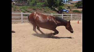 Funny Horses Farting - YouTube