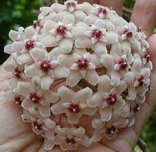 Pin On Rare Houseplants