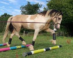 Maybe you would like to learn more about one of these? Lunging And Lunge Aids A Beginners Guide By Rachael Skinner Eventful Eventing Horsemart