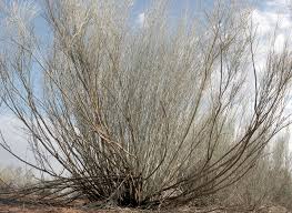 Image result for Crotalaria spartioides