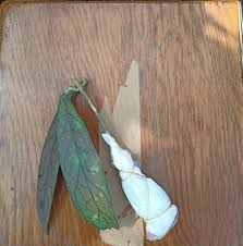 Image result for Physotrichia heracleoides