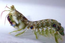 Image result for Gonatopus petiolulatus
