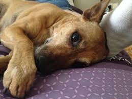 Maybe you would like to learn more about one of these? Happy Endings In Home Pet Euthanasia In Phoenix