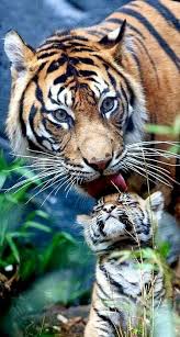 Slurrrrp Animals Beautiful Animals Wild Cute Animals