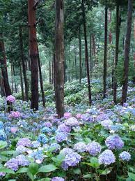 More Purple Hydrangea Garden Beautiful Gardens Beautiful Flowers