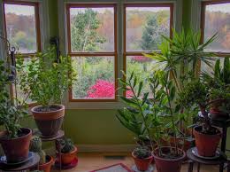 Coltivazione piante da interno resistenti. Piante Da Appartamento E Da Interno Scopri Le Piu Belle E Resistenti Casina Mia