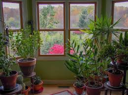 È buona norma quindi comprare dei teli di plastica per poter coprire gli arredi del giardino che sono troppo ingombranti per il garage o troppo complicati da smontare, come il dondolo ad esempio. Piante Da Appartamento E Da Interno Scopri Le Piu Belle E Resistenti Casina Mia