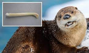 Otter penis bones are becoming less dense and more breakable due to toxic  chemicals in rivers | Daily Mail Online