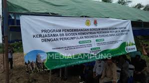 Kabupaten dengan motto ramik ragom ini berbatasan langsung dengan sumatera selatan di sebelah utara. Icd Bersama Kementan Laksanakan Program Pengembangan Sorgum Di Waykanan Medialampung Co Id