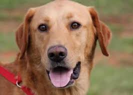 Petco dog training in asheville, nc. About Labres