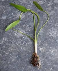 Image result for Aponogeton