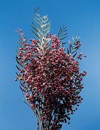 Floral Library Royer S Flowers And Gifts Flowers Plants And Gifts With Same Day Delivery For All Occasions