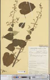 Image result for Strephonema sericeum