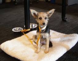 Find blue heeler puppies and dogs for adoption today! Happy National Puppy Day Oregon Humane Society
