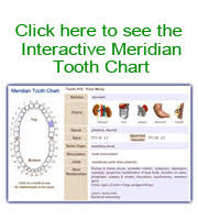 Meridian Tooth Chart Toothbody