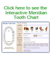 meridian tooth chart toothbody