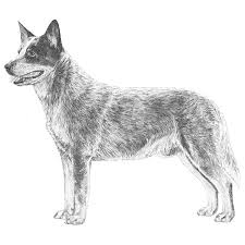 Australian Cattle Dog Black And White Australian Cattle Dog Dog Breed Information Australian Cattle Dog Blue Heeler Dogs Australian Cattle Dog Blue Heeler