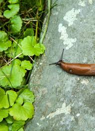 Slugs are experts in hiding. Can Slugs Drown And How To Get Rid Of Them Naturally