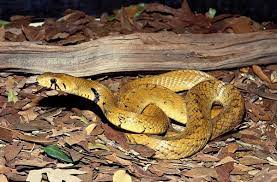 Black Tailed Cribo Drymarchon Melanurus Beautiful Snakes Dream Snake Reptiles And Amphibians