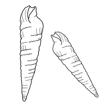 473x355 approved seashell coloring pages sea shell page. Free Printable Seashell Coloring Pages For Kids
