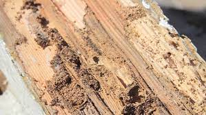 Our highly trained technicians will perform a thorough inspection of your property both inside and out. Seashore Pest Control Orange County Pest Control Specialists