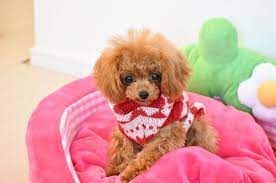 pin by alya on shi pu maltipu pudel shit cu tiny dogs cute animals animals and pets