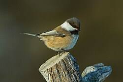 Image result for Poecilostachys