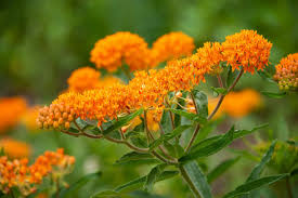 Image result for Asclepias