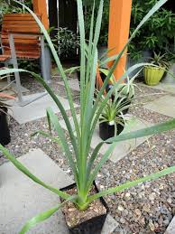 Image result for Eriosema pentaphyllum