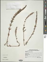 Image result for Coleus cylindraceus